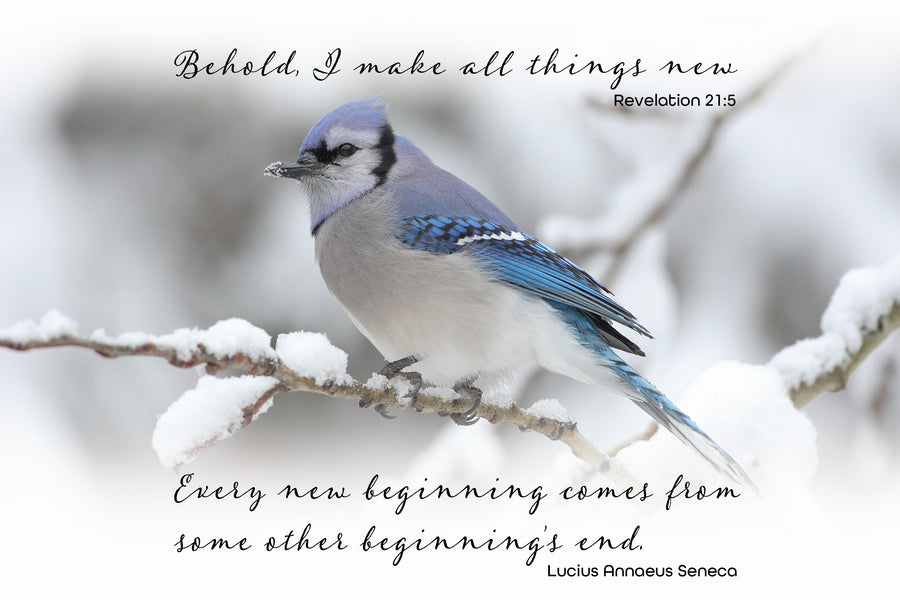 The Blue Jay - Every new beginning comes from some other beginning's end........
