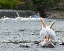Load image into Gallery viewer, The TWO BIRDS ONE STONE - Genuine Leather Tag