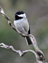 Load image into Gallery viewer, The CHICKADEE Clutch