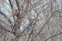 Load image into Gallery viewer, The BLUE JAY Crossbody