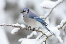 Load image into Gallery viewer, The BLUE JAY Crossbody