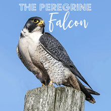 Load image into Gallery viewer, The PEREGRINE Dopp