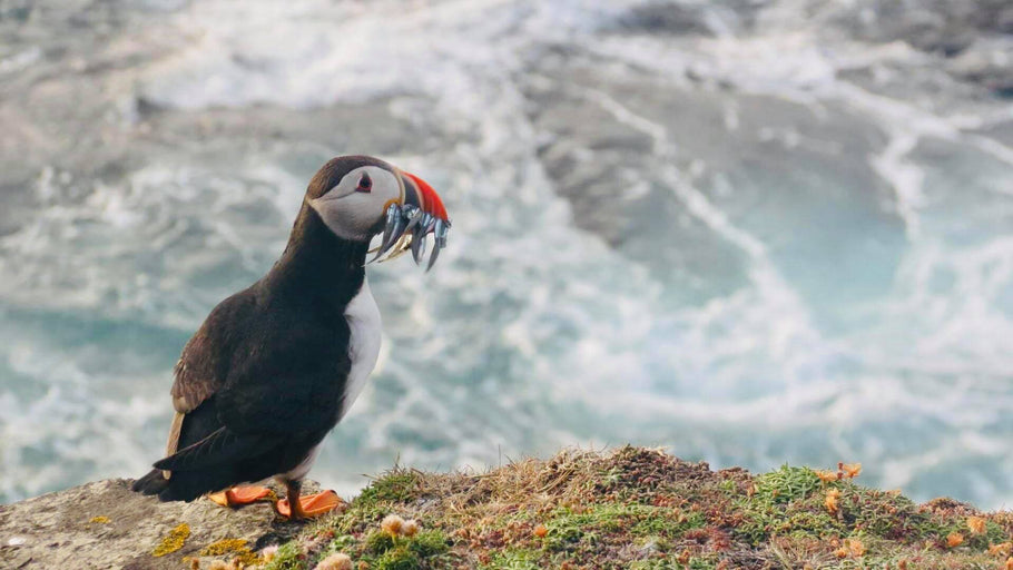 The PUFFIN Pouch Release!