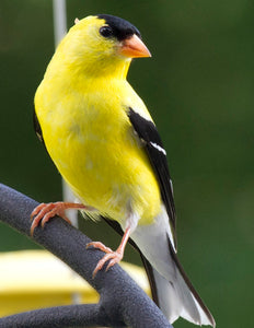 The Goldfinch CLUTCH