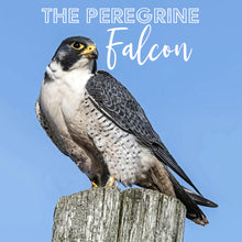 Load image into Gallery viewer, The PEREGRINE Dopp
